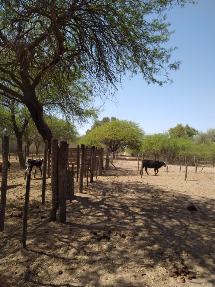 Campo de 2.000 Hectareas en Pozo Hondo