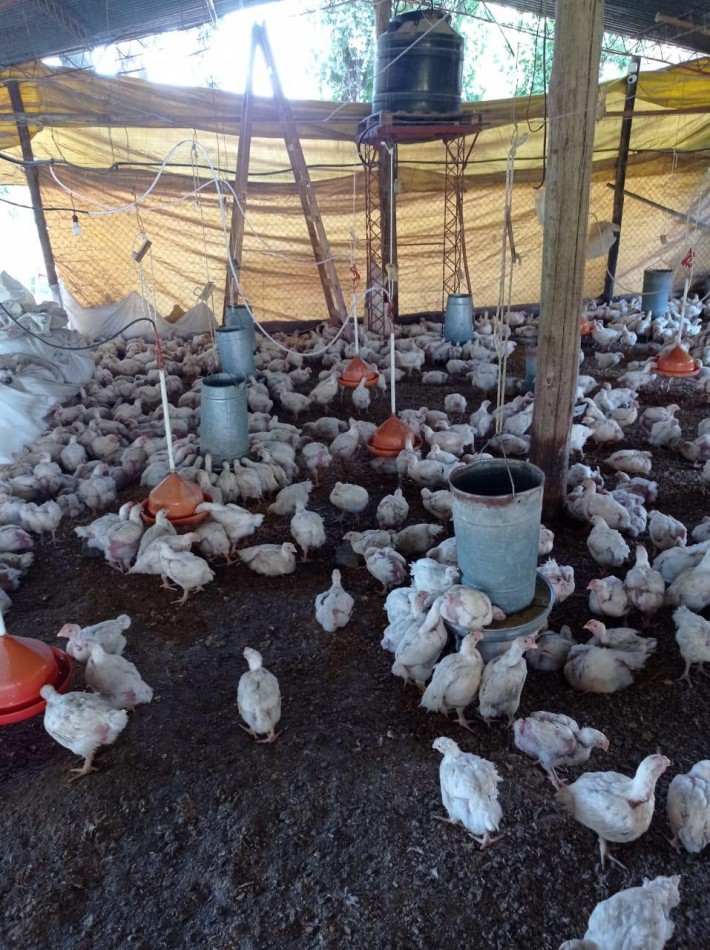 GRANJA AVICOLA PRODUCIENDO EN RUTA PROVINCIAL 305 Y CAMINO DE ALTA GRACIA EN UNA HECTAREA Y MEDIA