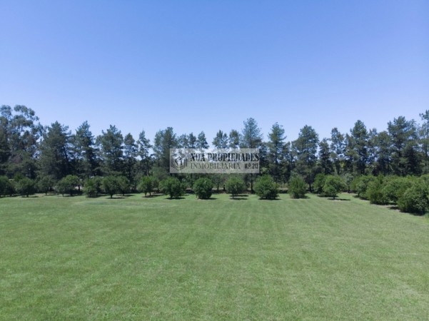 LOTE DE 5.000 M2 EN COUNTRY LAS MORITAS, LAS TALITAS