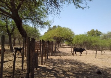 Campo de 2.000 Hectareas en Pozo Hondo
